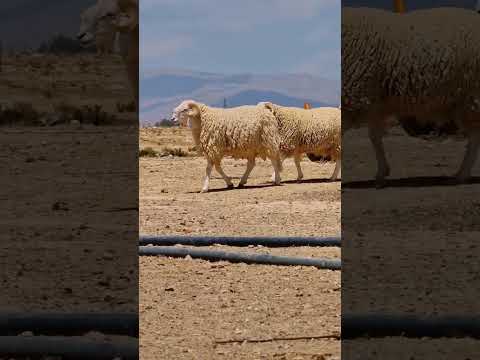 اضخم كباش 2025 الجزائر اكسبلور كبش