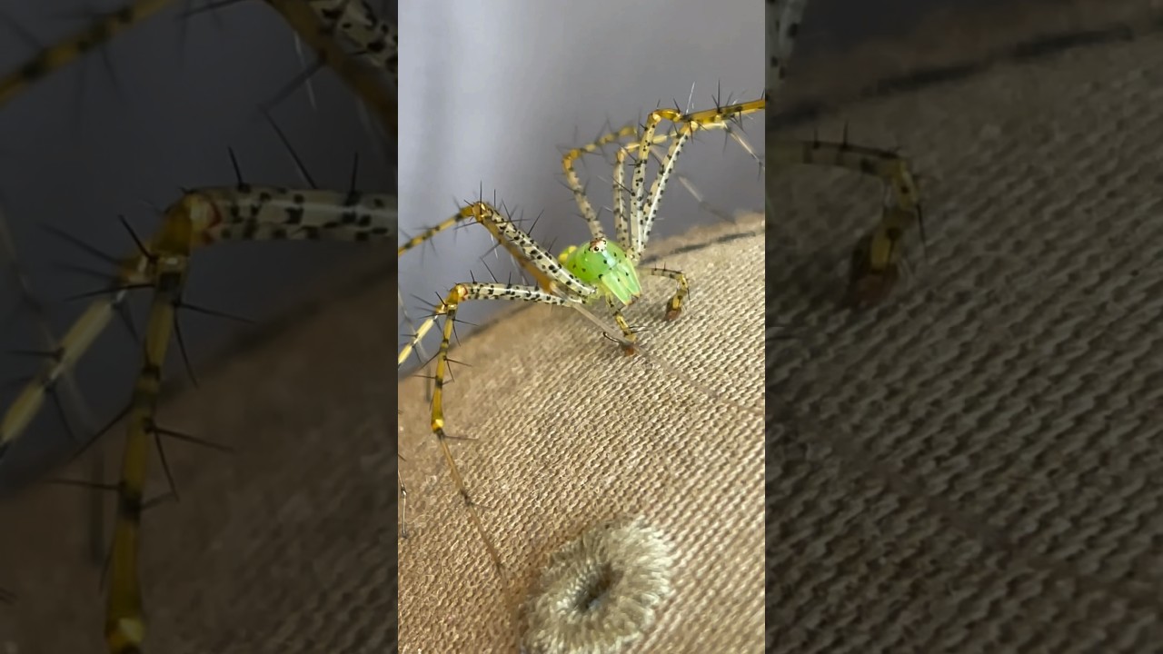 Green Lynx Spiders👀 The luckiest catch so far!