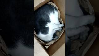 Mr Whiskers the snoring shop cat