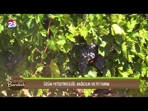 Video: Toprağı Kazmazsanız Hasadı Göremezsiniz