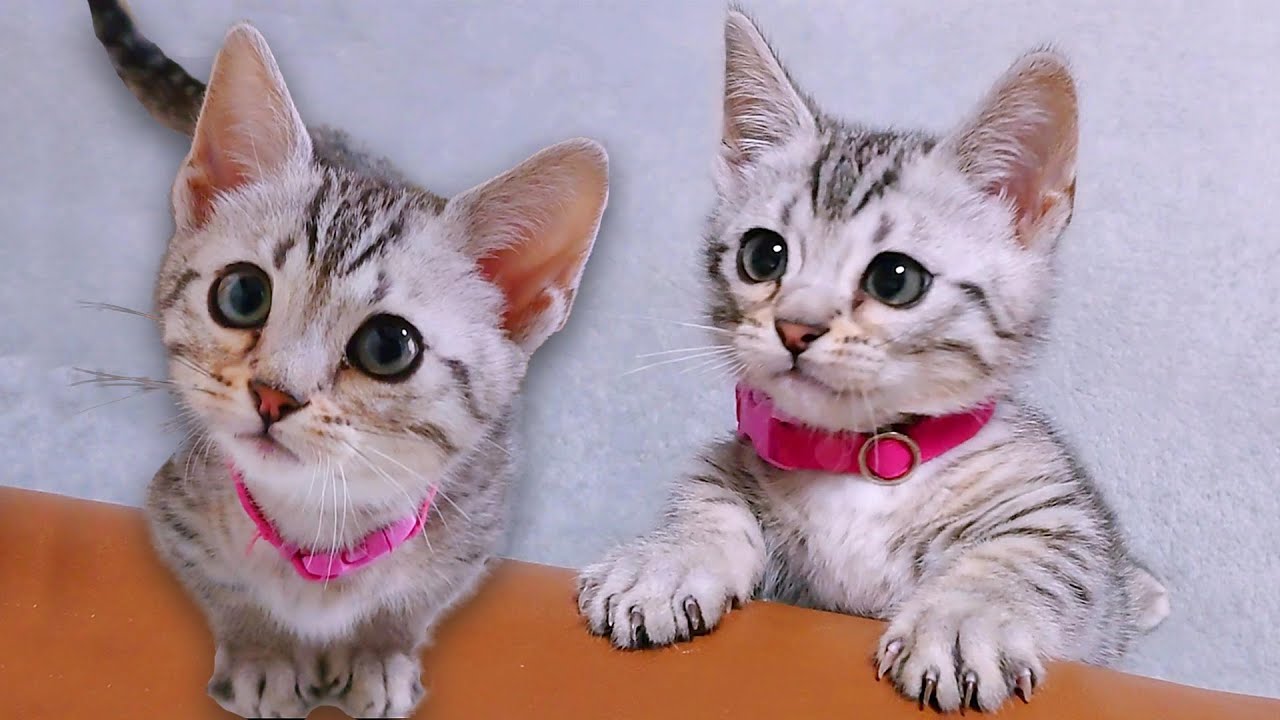 こどもの日】まだ小さかったジェネッタの子猫はとても活発でした