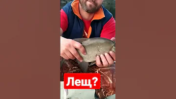 ЛЕЩ или подлещик?