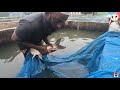 Grass Carp Fish Breeding Techniques Fish Eggs Hatching || If Anyone Needs You Can Call : 01837179524