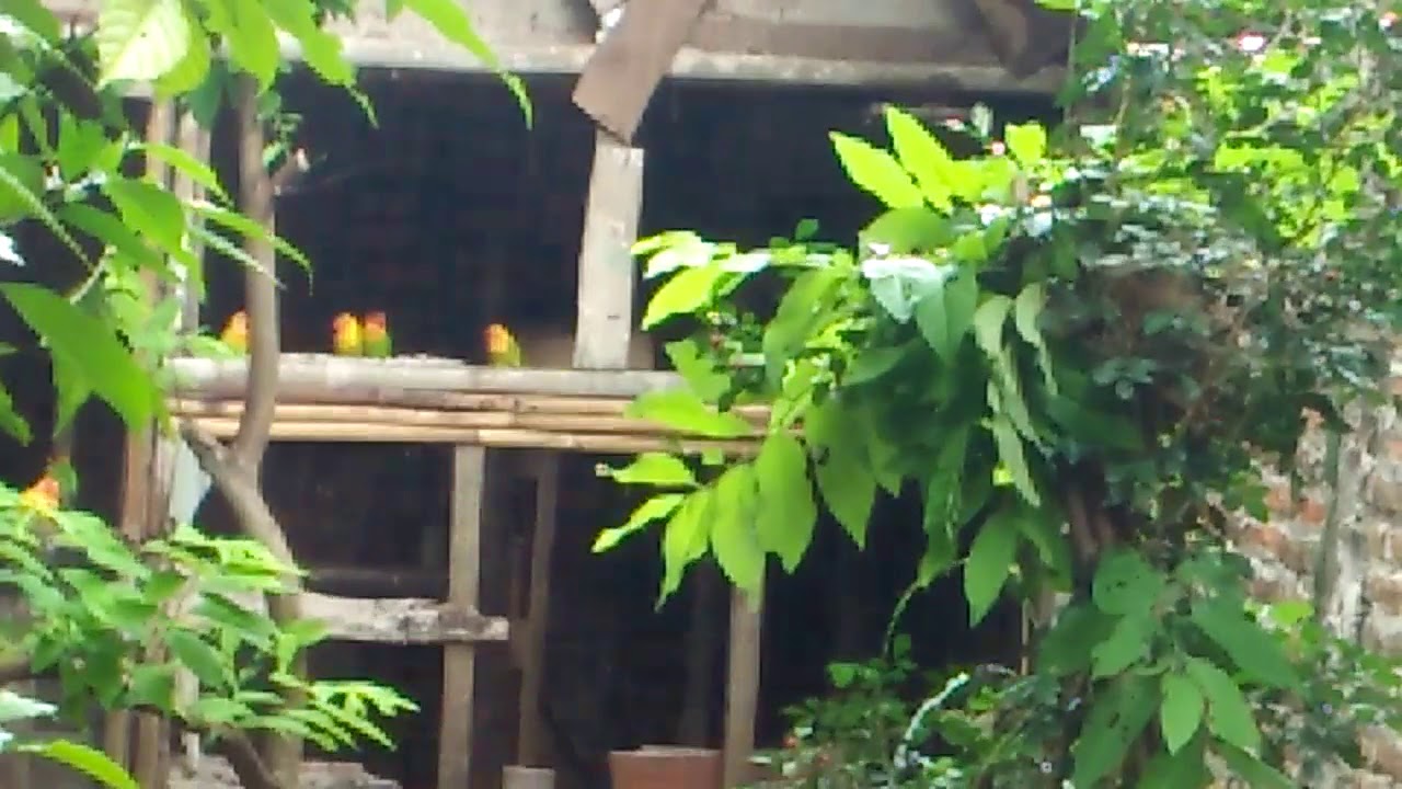 Burung Love Bird 