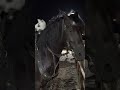 Horse Stays Calm as Kitten Explores Saddle
