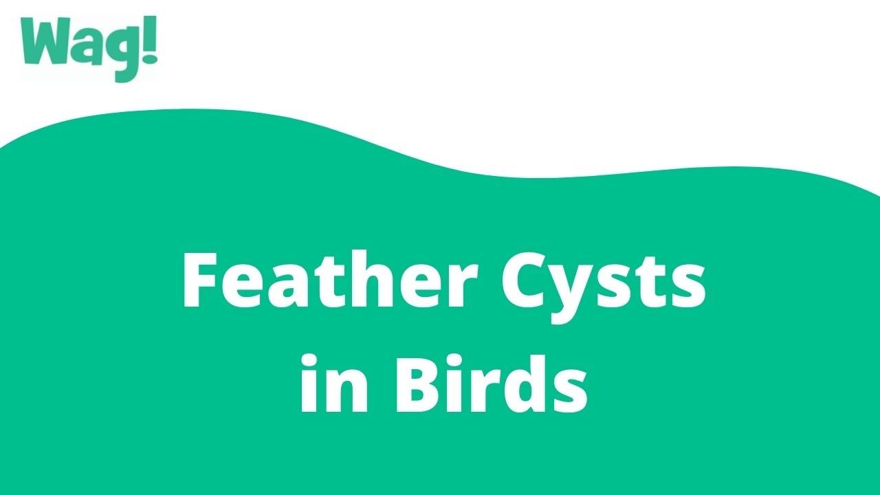 Feather Cysts in Birds Wag! YouTube
