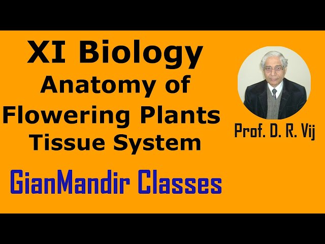 XI Biology | Anatomy of Flowering Plants | Tissue System by Taranjeet Sir