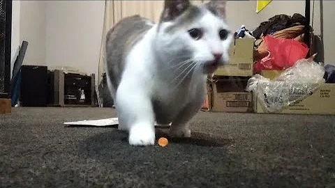 Video 2692431: munchkincat munchkins, cat munchkincat fetch, cute little munchkin cat, cute munchkin cat playing