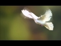 Miniature de la vidéo de la chanson Morning Dove