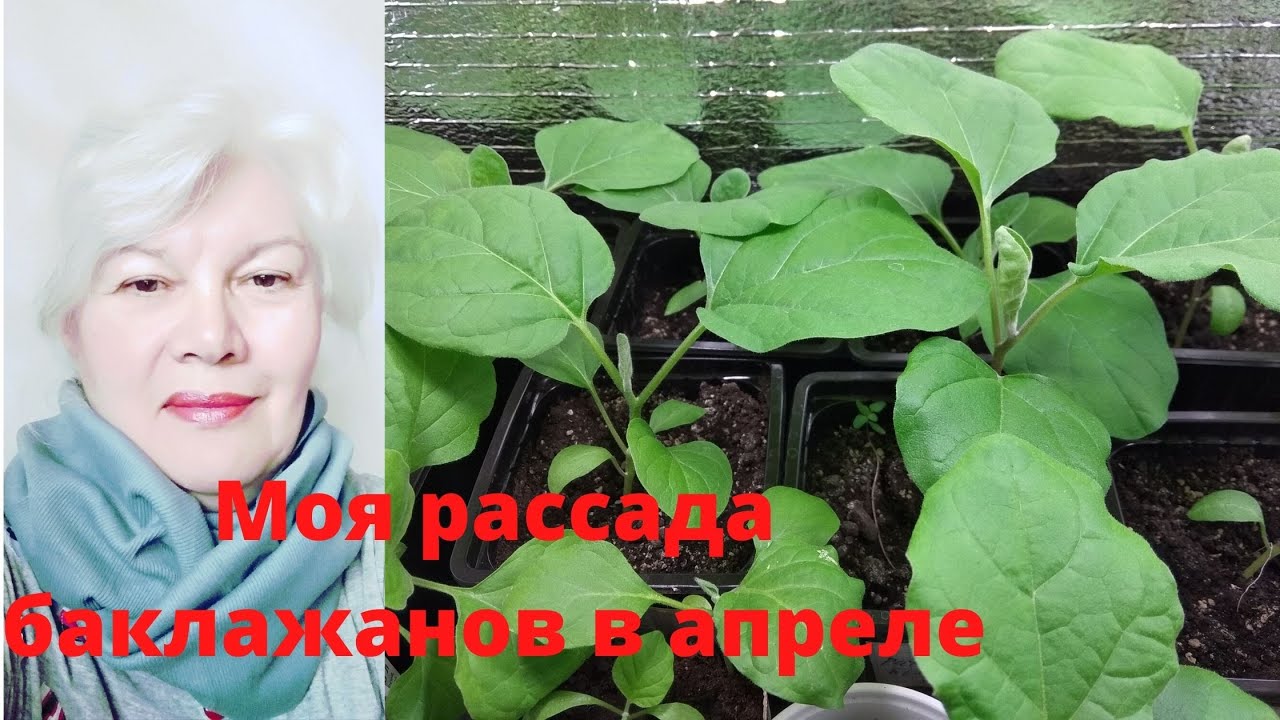 Апреле хозяйка высадила в теплицу рассаду. Рассада в парнике при минусовой температуре. Как высадить переросшую рассаду помидор в теплицу. Высадка переросшей рассады томатов в грунт. В апреле хозяйка высадила в теплицу рассаду баклажанов 10 штук.