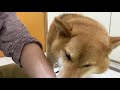 【相思相愛】ぺろぺろは大好きのしるし