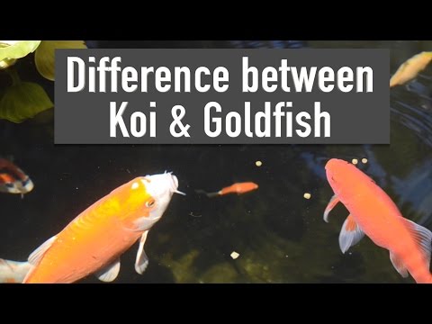 Vídeo: Diferença Entre Goldfish E Koi