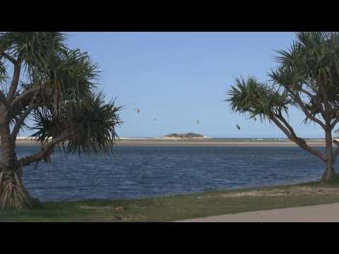 Cotton tree.wmv
