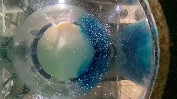 Scavenging Visualization