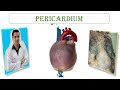 ANATOMY OF THE PERICARDIUM,Epicardium,TRANSVERSE SINUS,OBLIQUE SINUS,STERNOPERICARDIAL LIGAMENTS