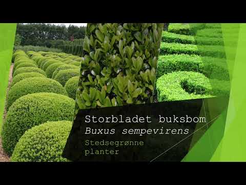Video: Er buxus-planter stedsegrønne?