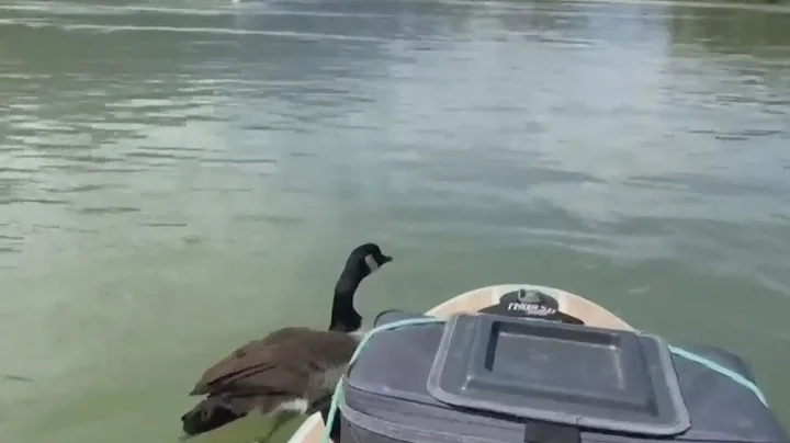Canada goose follows paddlers 32km down a river in British Columbia - DayDayNews