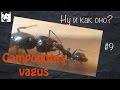 Первые дни // муравьи Camponotus vagus // #9