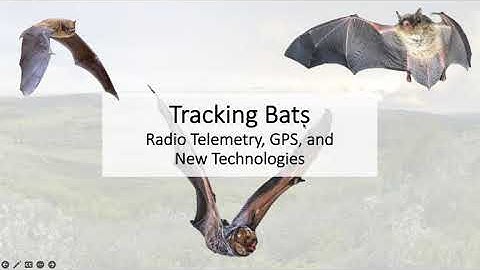Radio Telemetry and Bats - "My Field for Dummies" Webinar