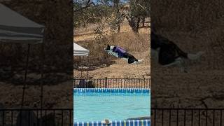 Border Collie Puppie's First Dock Diving Competition