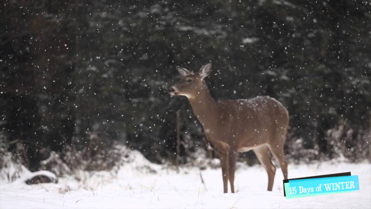 15 Days of Winter: Day 10 at Pinestone Resort Trails