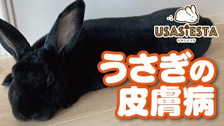 うさぎカビ うさぎのかかりやすい皮膚病について 闘病記 Youtube