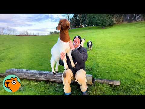 Bossy Goat Demands A “Scratch Tax” From Every Visitor | Cuddle Buddies