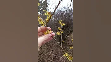 Цветёт гамамелис