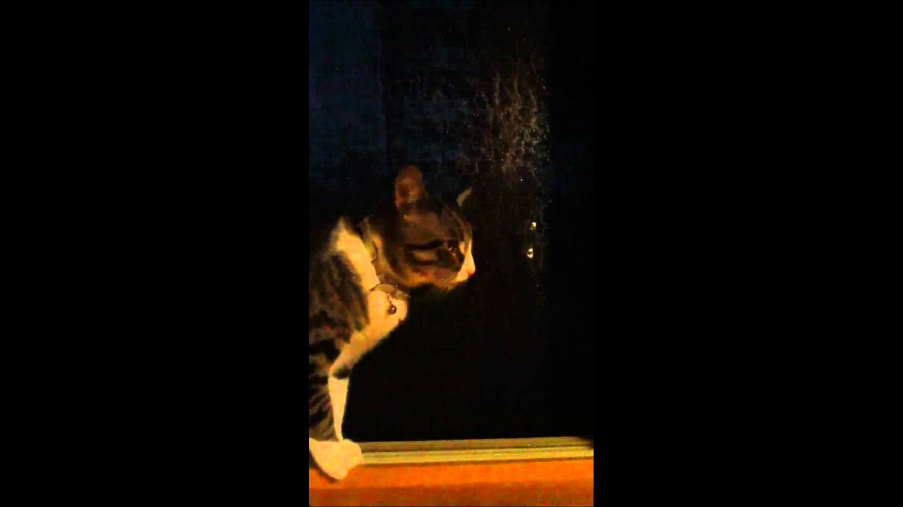 The bravest cat not scared of a storm