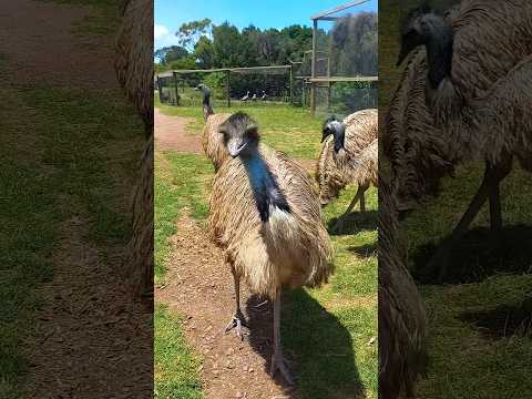 Phillip Island потрясающее место Если будете в Австралии, стоит заглянуть #австралия #путешествие
