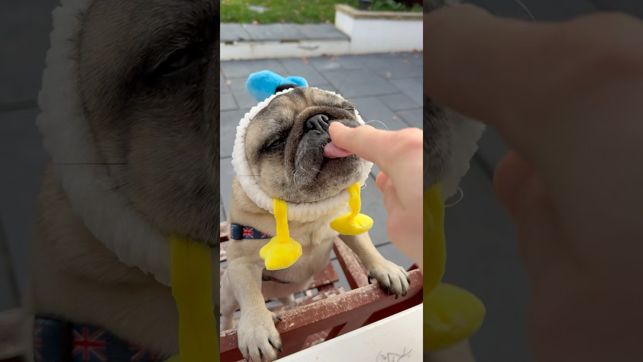 I was SHOCKED how CUTE pugs are… 🥰 
