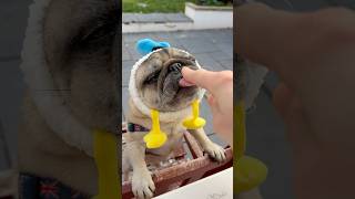 I was SHOCKED how CUTE pugs are… 🥰 #pugdog #cutedog #cute