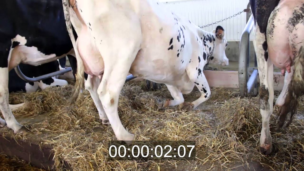 Lever en stabulation entravée / Rising up in Tie-Stall Barn - YouTube