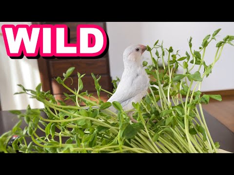 GET WILD！豆苗を下から食べるのが面倒くさくなったので　Java sparrow