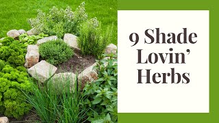 Herbs That Thrive in Partial Shade (3  5 hours of sun per day)