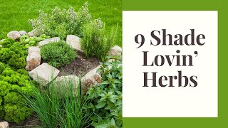 Herbs That Thrive in Partial Shade (3 - 5 hours of sun per day)