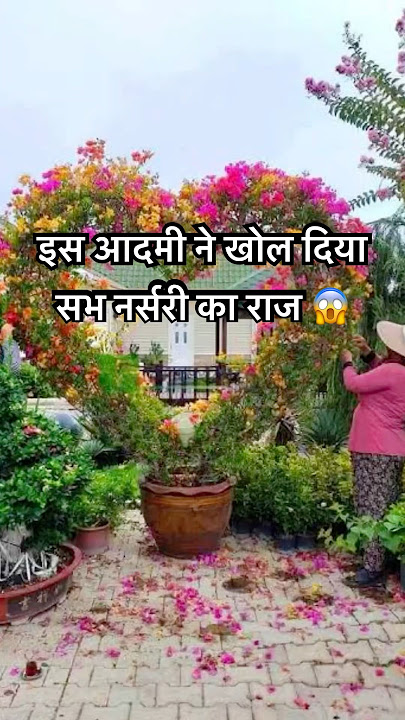 Bougainvillea #bougainvillea #plants #plantlover #nursery #gardeningplants #garden #flowers #decor
