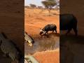 Buffalo vs Crocodile saves baby antelope! 🐃🐊버팔로 vs 악어 아기 영양 구출!🐃🐊バッファローvsワニ子アンテロープ救出!