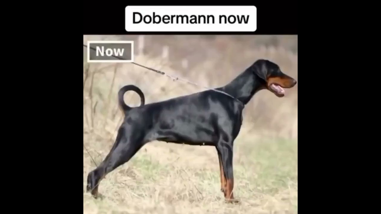 Dogs 100 years ago vs now 