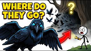 Where Do They Go? The Dark Mystery of Crows