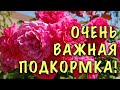 Чем ПРАВИЛЬНО подкормить РОЗЫ ОСЕНЬЮ, чтобы они ХОРОШО перенесли САМУЮ СУРОВУЮ зиму