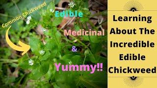 Learning About The Incredible Edible Chickweed