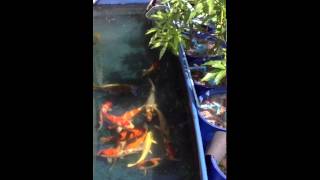 All female @Niigata Koi Farm Phuket