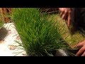 Зеленая трава зимой/Сюрприз для животных