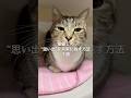 愛猫との思い出を未来に残す方法3選 #猫 #ねこ #猫動画 #ねこ動画 #猫のいる暮らし #ねこのいる生活 #猫好き #保護猫 VOICEVOX:ずんだもん