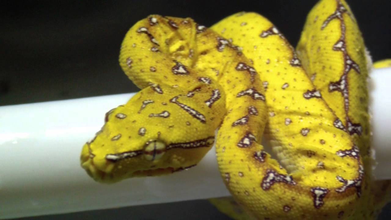 Morelia viridis a.k.a. Green Tree Python