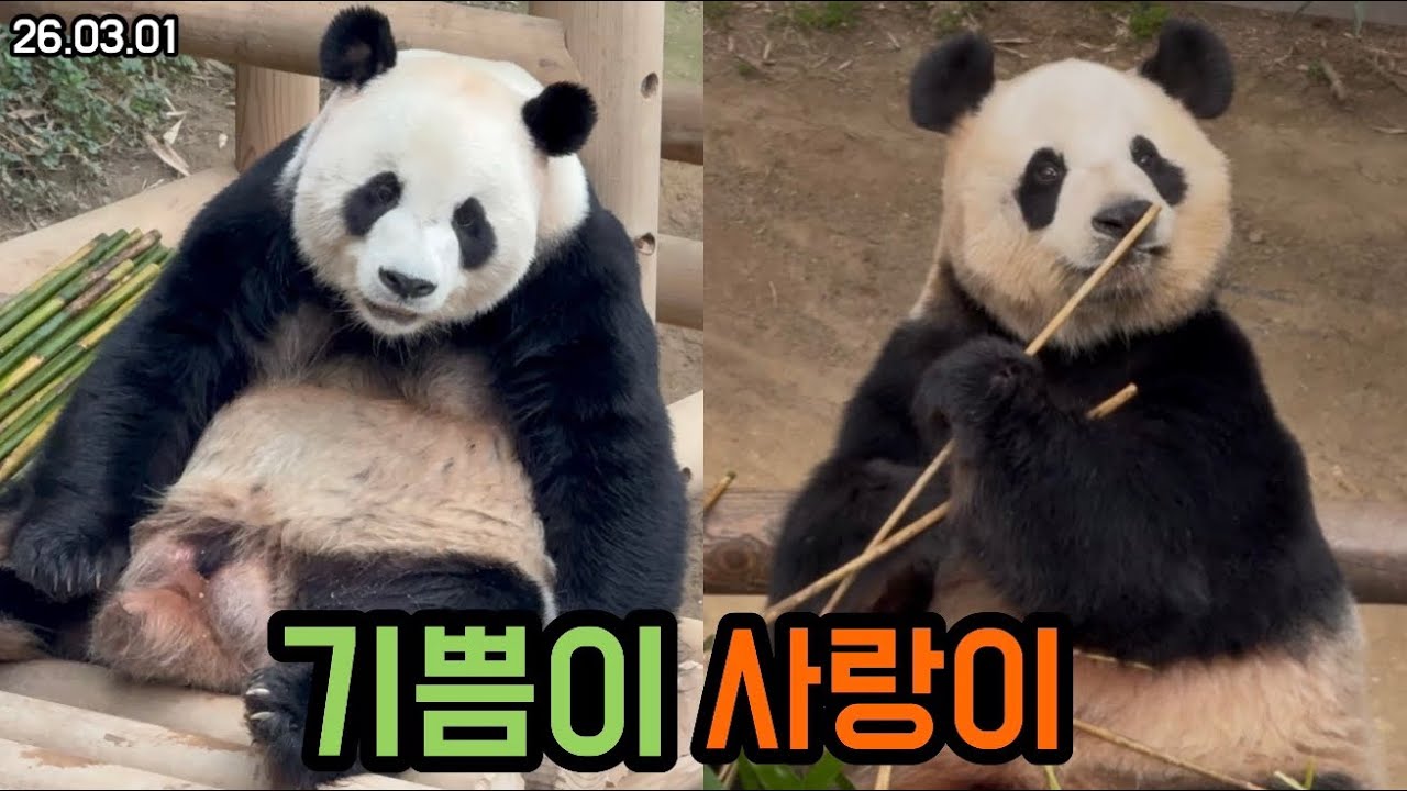 26.03.01 평화로운 기쁨이와 사랑이네 집🏠❤️