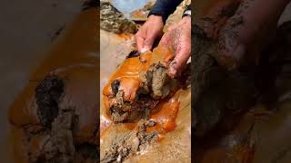 The Process of Finding Gold in Red Mud #goldpanning #shorts #mining