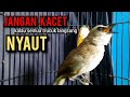 trucukan gacor ROPEL PANJANG buat pancingan trucukan agar bunyi jadikan burung trucuk gacor NYAUT