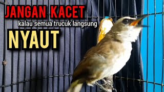 trucukan gacor ROPEL PANJANG buat pancingan trucukan agar bunyi jadikan burung trucuk gacor NYAUT